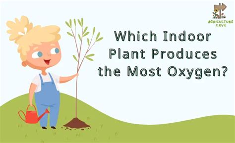 Which Indoor Plant Produces The Most Oxygen September 2023