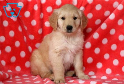 Charlie Boy Golden Retriever Puppy For Sale Keystone
