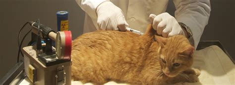 26 Best Images Treating Acromegaly In Cats Top 5 Causes Of Adr In