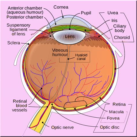 What Is Posterior Vitreous Detachment Eyes Advisor