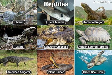 List Of Reptiles With Pictures And Facts Examples Of Reptile Species