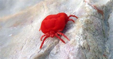 Maybe you would like to learn more about one of these? Not Just Ticks: Allergists Warn that Chigger Bites May ...