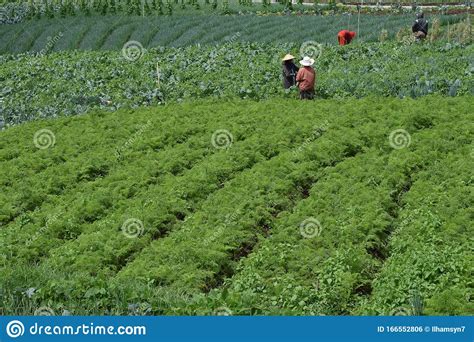 Green Agricultural Fields In Countryside Stock Photo Image Of Land