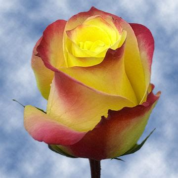 If i want a cool grey, i mix red and blue to get a purple, then i go drop by drop with yellow to muddy up the purple until i get gray or a sort of eggplant color. Best Yellow Red Colors Rose Flowers Cheap Yellow and Red ...