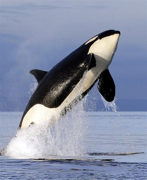 Seaworld Plans To End Orca Shows In San Diego By 2017 The Daily Universe