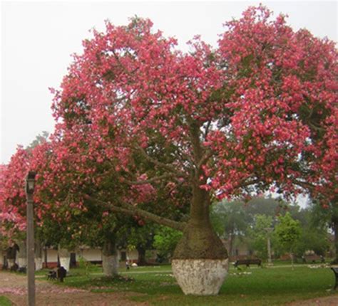 Albero Toborochi Lalbero Del Rifugio Universo E Natura Цветущие