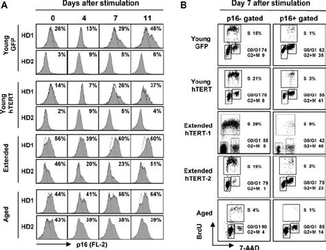 Expression Of The P16 Protein In Early And Late Passage Cd8 ϩ T Cell