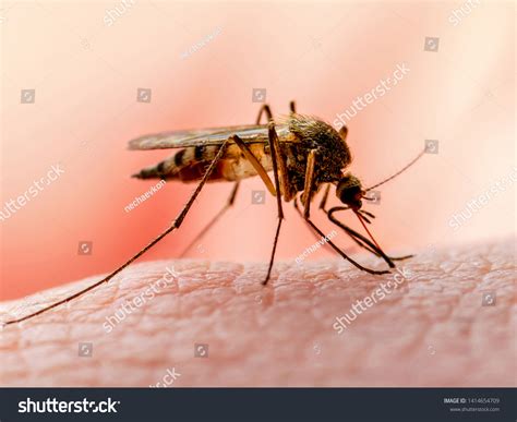 Dangerous Zika Infected Mosquito Skin Bite Stock Photo 1414654709