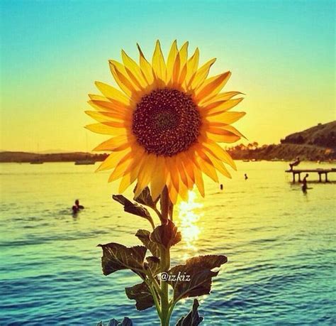 Summer Sunflower Lockhome Screen Wallpapers Pinterest