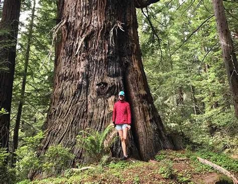 Take A Hike To One Of The Oldest Redwood Trees In The Bay Area