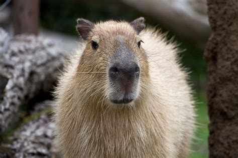 Download A Close Up Shot Of A Capybara