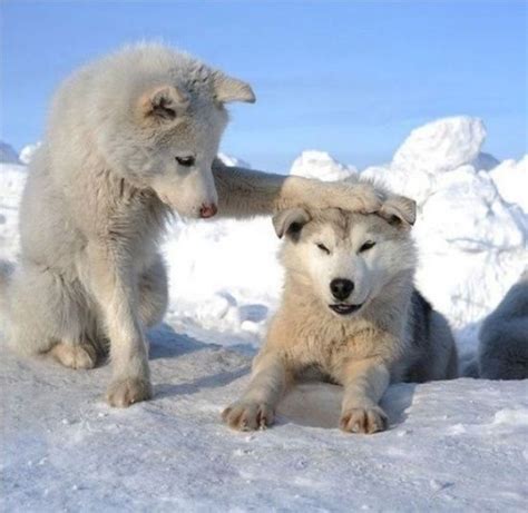 Arctic Wolf Cubs How Cute Is That Little Husky Funny Animals Animals