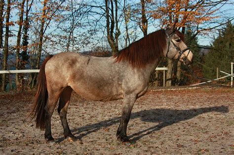 bosnian mountain horse bosnian pony info origin history pictures