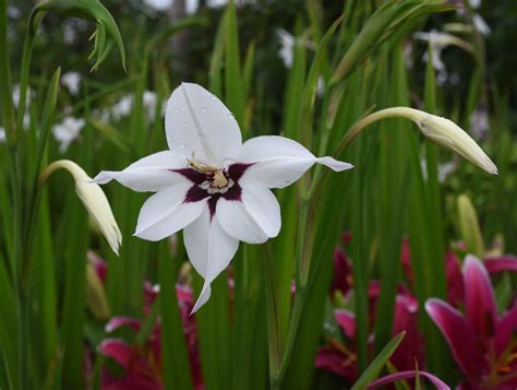 Acidanthera Fragrant Flowers For Late Summer Longfield Gardens