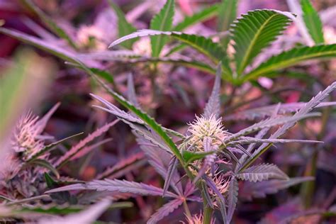 Reasons Why Some Cannabis Strains Turn Purple