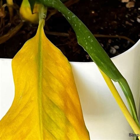 Why Is My Peace Lily Turning Yellow Causes How To Fix Simplify Plants