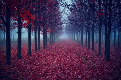 赤葉の木、 秋、 葉、 木、 霧、 Hdデスクトップの壁紙 Wallpaperbetter