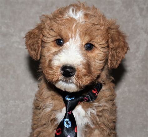 Keeping our mommy and baby doodles happy is the key to our success. Quality pups | Goldendoodle Breeder | shipshewana, Indiana
