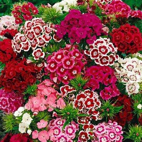 How To Grow And Care For Dianthus Flowers At Home