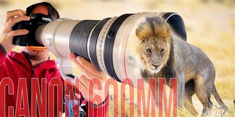 Canon 600mm F4 Is Best Lens For Wildlife Photography My Blog
