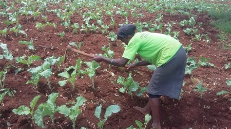 Check spelling or type a new query. Profitable vegetables to grow during the dry season
