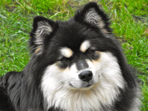 Finish lapphund dog breed fast facts. Resting Finnish Lapphund dog photo and wallpaper ...