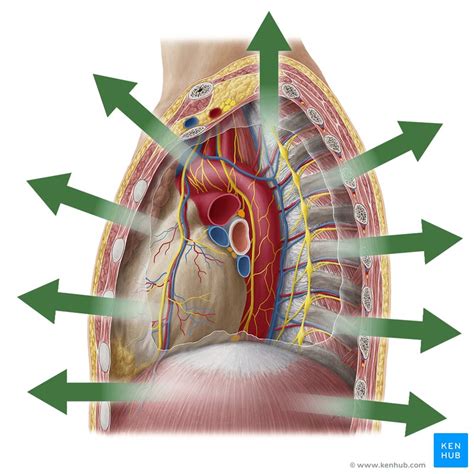 Superficial E Profundo Anatomia