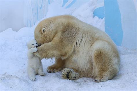 Adorable Moment A Loving Polar Bear Mum Plays With Her Baby In Snow For