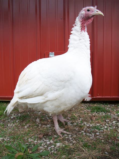 Males of both turkey species have a distinctive fleshy wattle, called a snood, that hangs from the top of the beak. Free photo: White Turkey - Animal, Bird, Farm - Free ...