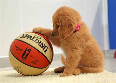 How To Teach Your Dog To Play Basketball In 2021 Retriever Puppy