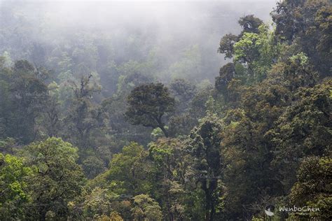 The Montane Subtropical Rainforest Of Southeastern Yunnan Full Of