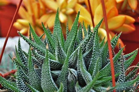 Haworthia Attenuata V Radula Cactus Plants Cactus Succulents