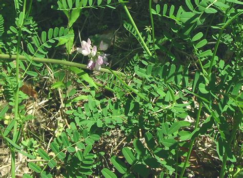 Securigera Varia Purple Crown Vetch Go Botany