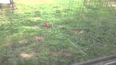 Wild Rabbit Burrowing In Yard Youtube