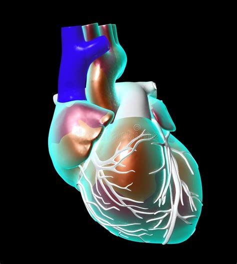 Artificial Human Heart Stock Illustration Illustration Of Teach 28677847