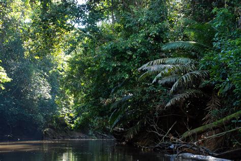 Amazon Rainforest Documentary Acaté Amazon Conservation