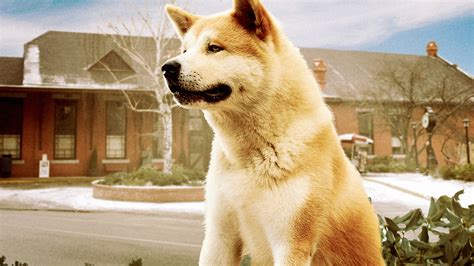 Hachi A Dogs Tale Full Movie Movies Anywhere