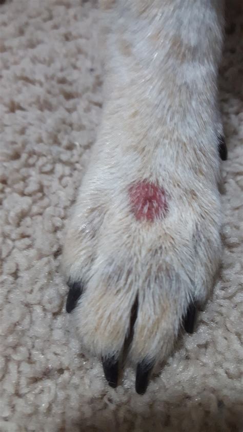 Why Does My Dog Have A Red Bump On His Paw