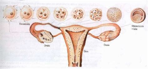 Fecundación y desarrollo embrionario