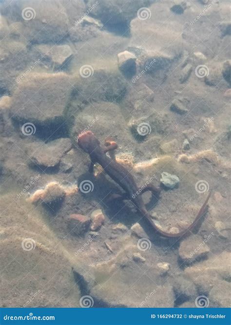 Salamander Foto De Stock Imagem De Salamandra Rios 166294732