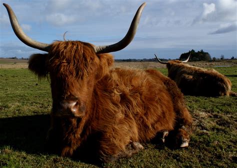 Tour Scotland Photographs Tour Scotland Photograph Highland Cow March 2nd