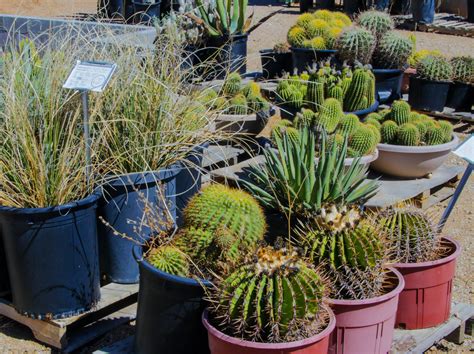 Desert Tree And Plant Nursery Phoenix Desert Foothills Gardens Inc