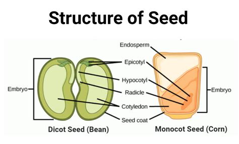 Seed Definition Types Structure Development Dispersal Uses