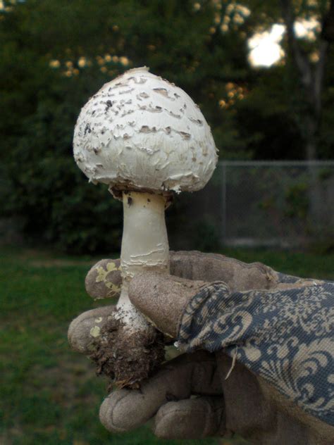 gardening in the boroughs of nyc: Mushrooms gambar png