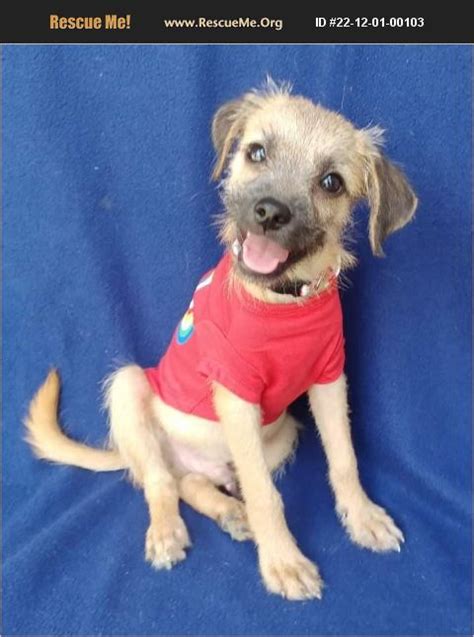 Adopt 22120100103 ~ Border Terrier Rescue ~ Wisconsin