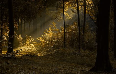 Dusk Forest Darkness Trees Ray Light Hd Wallpaper Peakpx