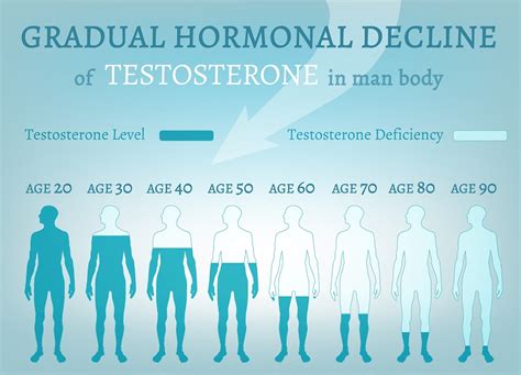 Hormones In Male Reproductive System Stdgov Blog
