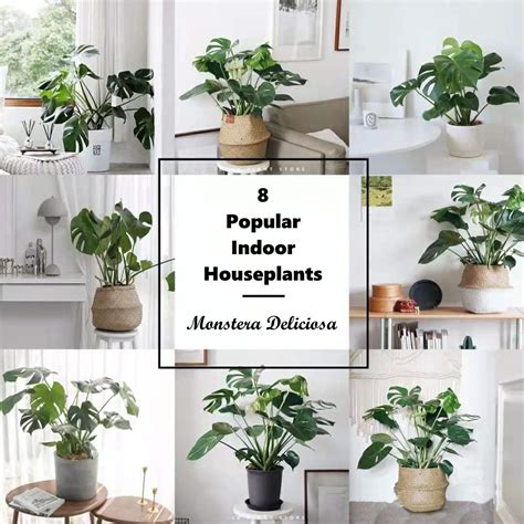 8 Popular Indoor Houseplants Glorifiv