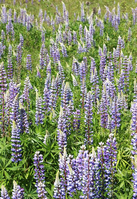 We did not find results for: Lupines, Vancouver, WA. 05/2012. | Plants, Vancouver, Lupines
