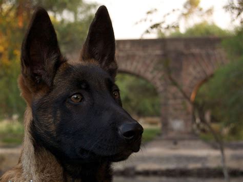 Collection of the best belgian malinois wallpapers. Malinois Wallpapers - Wallpaper Cave